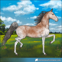 Horse Color:White Spotted Bay 