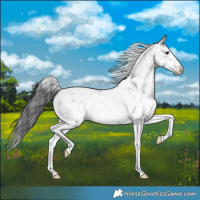 Horse Color:White Spotted Smoky Black 
