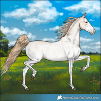 Horse Color:White Spotted Chestnut 
