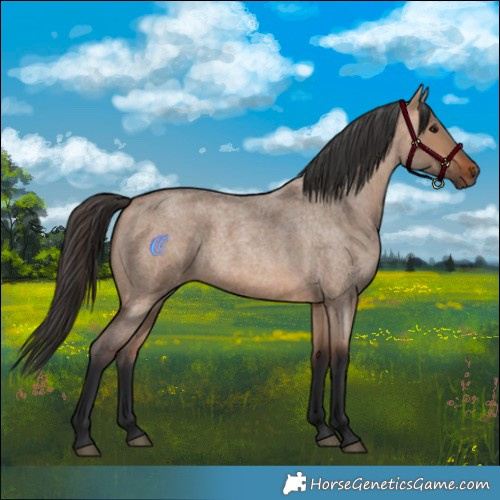 Horse Color:Bay Roan Dun 