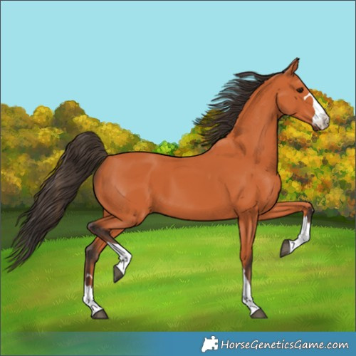 Horse Color:Bay 