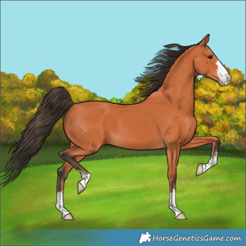 Horse Color:Bay 