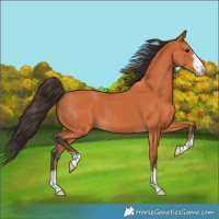 Horse Color:Bay 