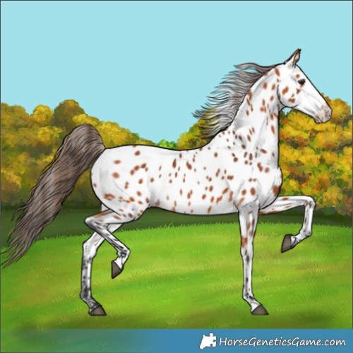 Horse Color:Bay Appaloosa 
