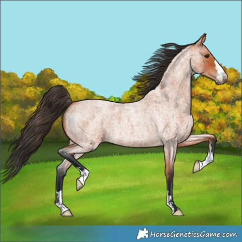 Horse Color:Bay Roan 