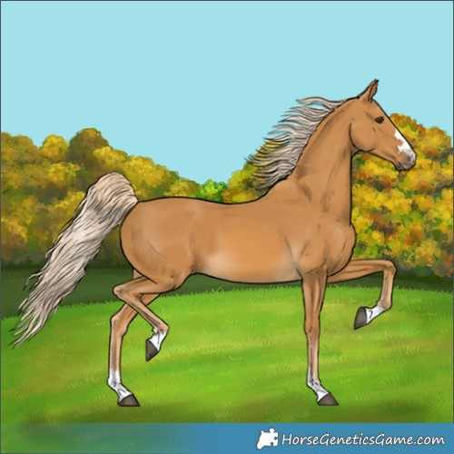 Horse Color:Palomino