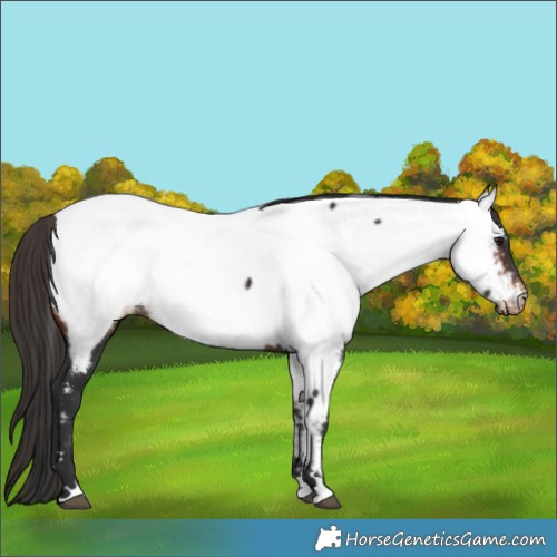 Horse Color:Bay Appaloosa 