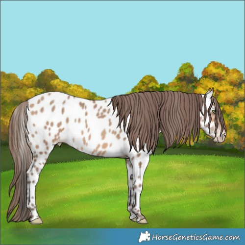 Horse Color:Amber Champagne Appaloosa Rabicano 