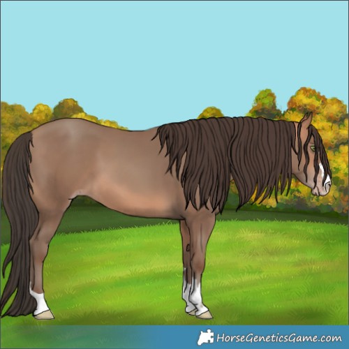 Horse Color:Amber Champagne 