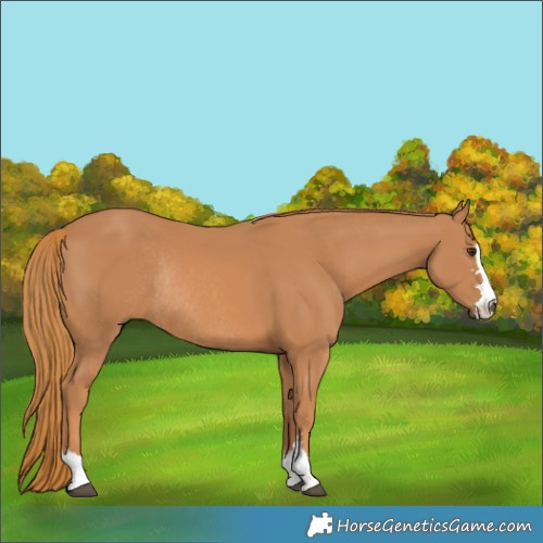 Horse Color:Chestnut Rabicano 