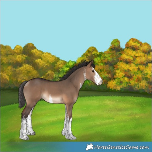 Horse Color:White Spotted Bay Dun 