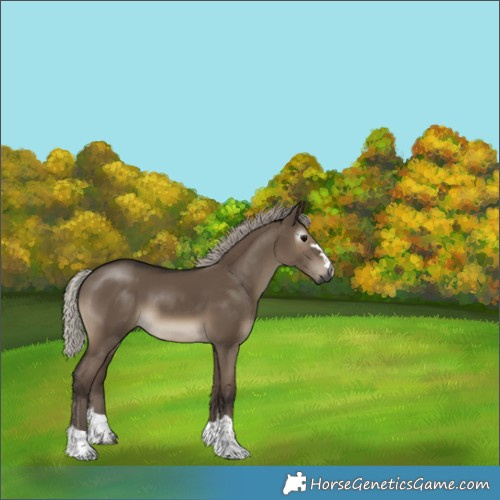 Horse Color:Gray Silver Grullo 