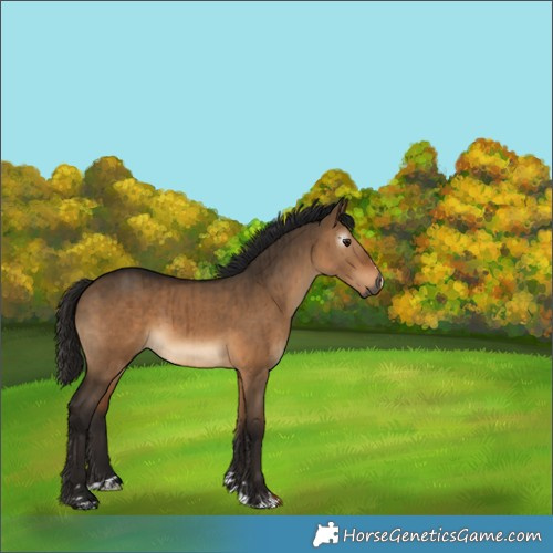 Horse Color:Gray Bay Dun Brindle 