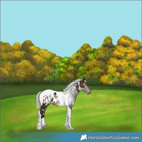 Horse Color:Gray White Spotted Silver Buckskin Tobiano Appaloosa Rabicano 