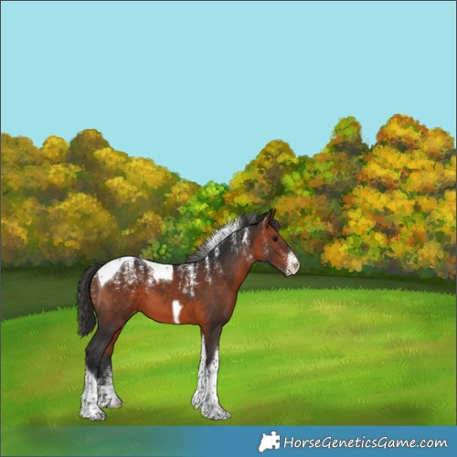 Horse Color:Powder White Bay Tobiano Appaloosa