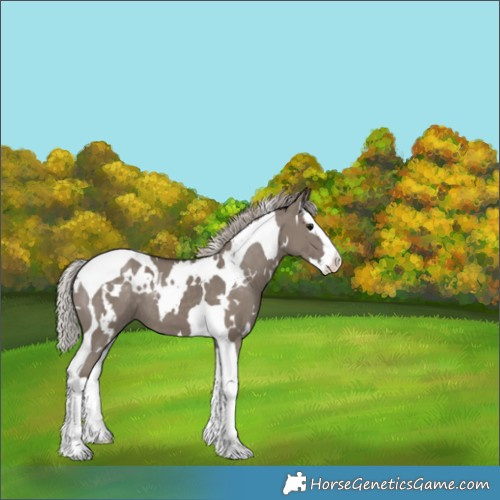 Horse Color:White Spotted Silver Grullo Splash Tobiano 