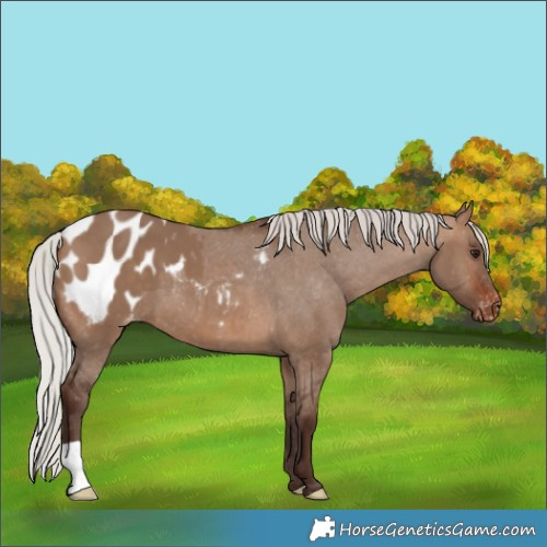Horse Color:Silver Brown Dun Blanket 
