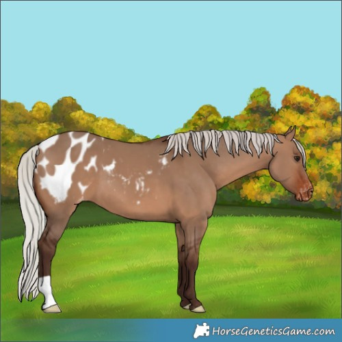 Horse Color:Silver Brown Dun Appaloosa 