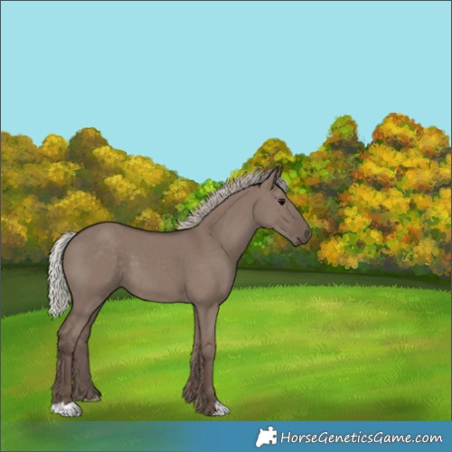 Horse Color:Silver Grullo 