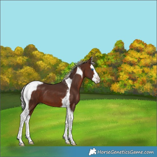 Horse Color:Silver Brown Splash Tobiano 