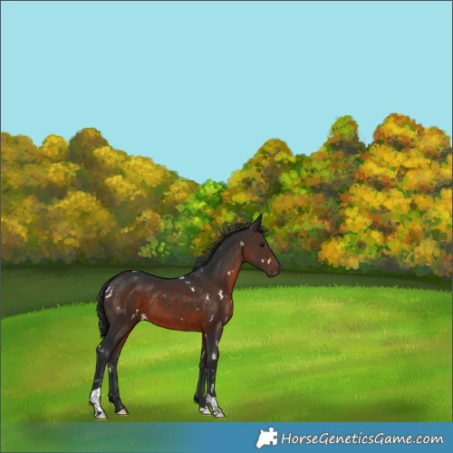 Horse Color:White Spotted Brown Tobiano 