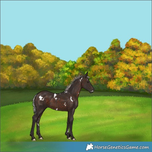 Horse Color:White Spotted Silver Brown 