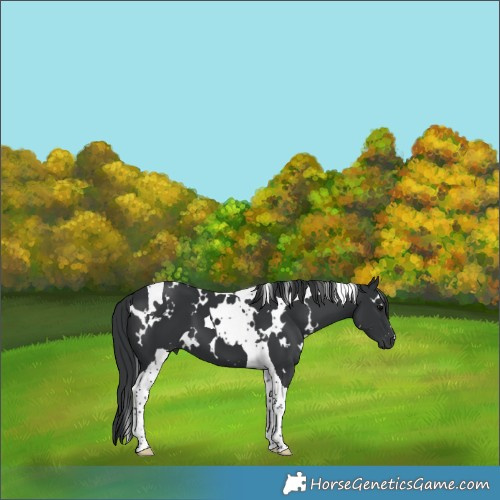 Horse Color:White Spotted Black Tobiano 