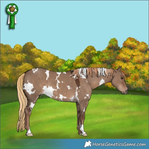 Horse Color:White Spotted Liver Red Dun 