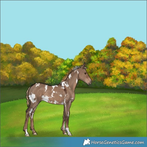 Horse Color:White Spotted Liver Red Dun 