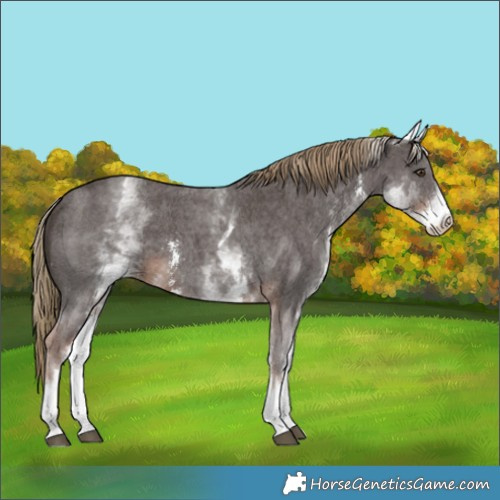 Horse Color:White Spotted Liver Chestnut Sabino