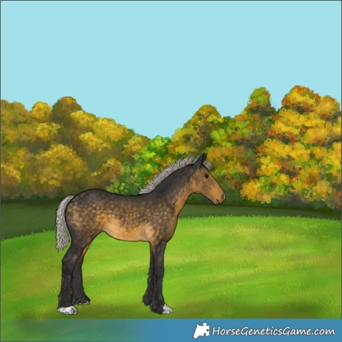 Horse Color:Silver Buckskin 