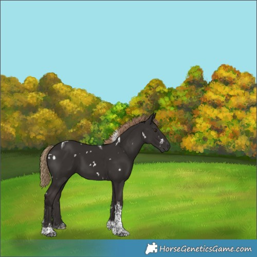 Horse Color:White Spotted Liver Chestnut Tobiano 