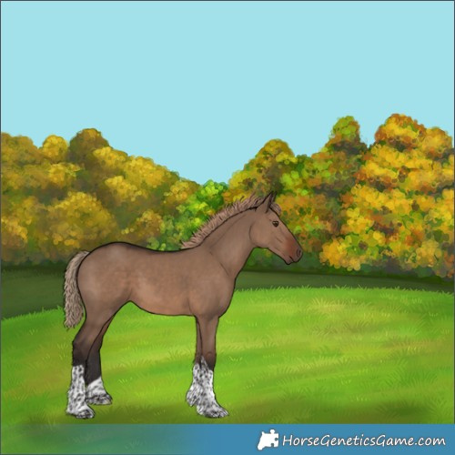 Horse Color:Liver Red Dun Tobiano 