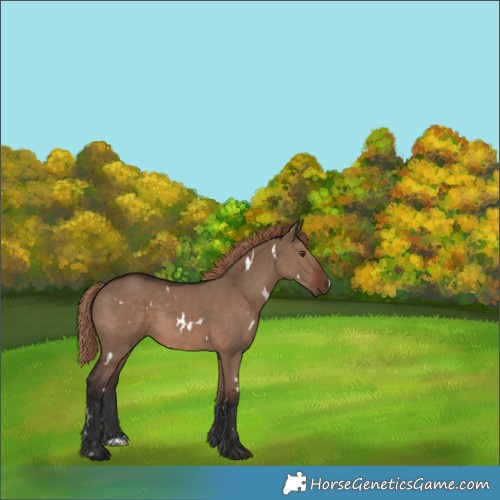 Horse Color:White Spotted Liver Red Dun 