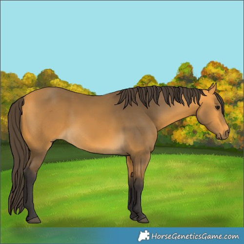 Horse Color:Buckskin