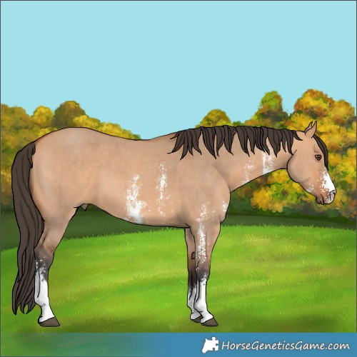 Horse Color:Bay Dun Sabino