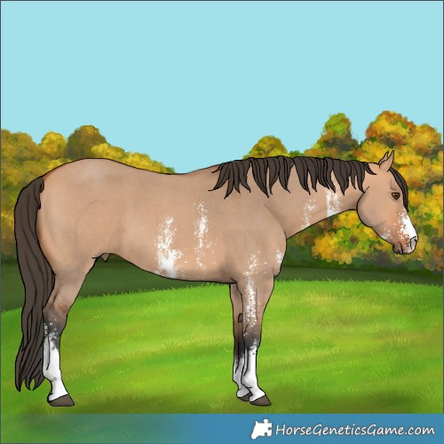 Horse Color:Bay Dun Sabino