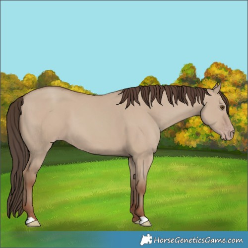 Horse Color:Classic Champagne Dun