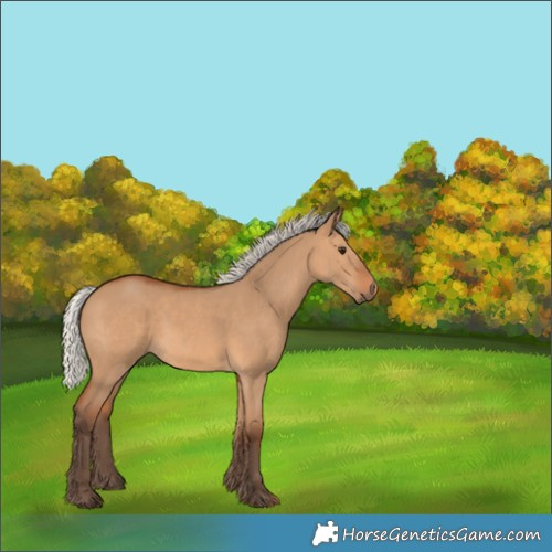 Horse Color:Unknown 