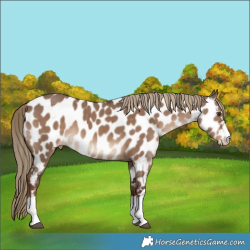 Horse Color:Liver Red Dun Appaloosa 