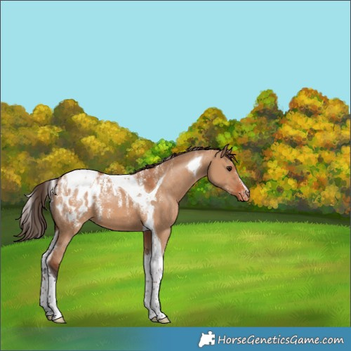 Horse Color:Powder White Bay Dun Tobiano Appaloosa 