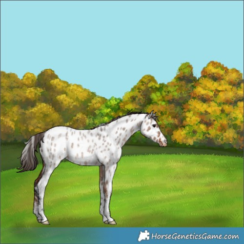 Horse Color:Powder White Bay Roan Dun Appaloosa 