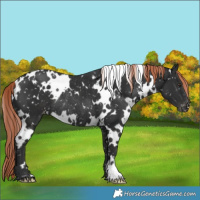 Horse Color:White Spotted Liver Chestnut Snowflake Varnish Rabicano 