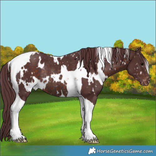Horse Color:White Spotted Chocolate Brown Tobiano Appaloosa Rabicano