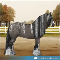 Horse Color:Powder White Gray Grullo 