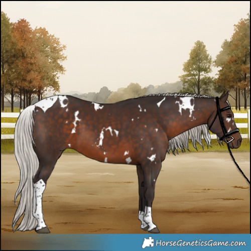 Horse Color:White Spotted Silver Brown Tobiano 