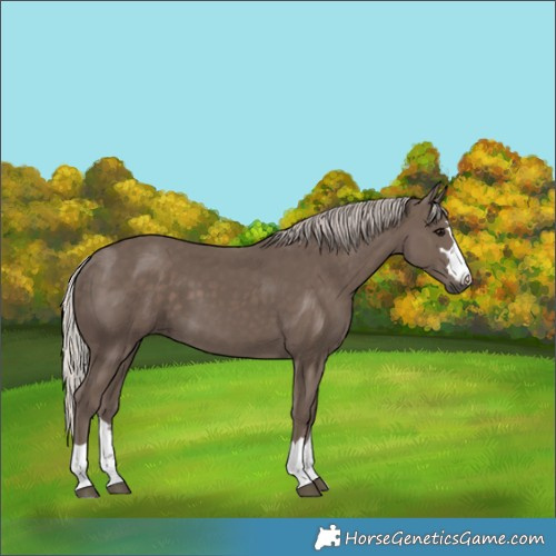 Horse Color:Silver Black 