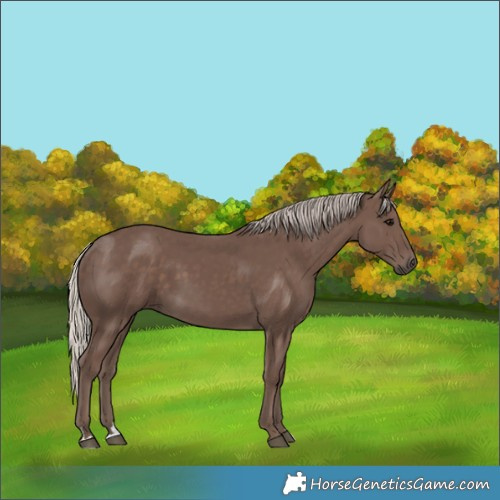 Horse Color:Silver Black 
