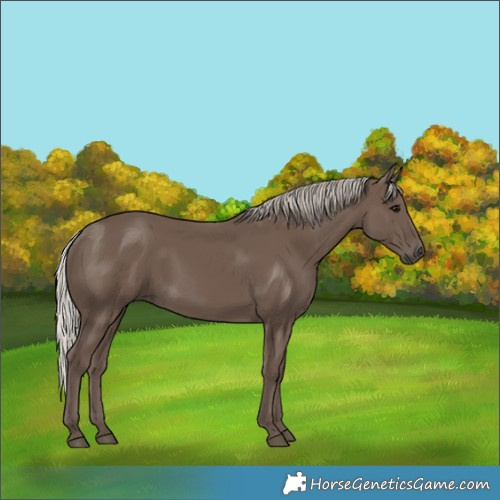 Horse Color:Silver Black 
