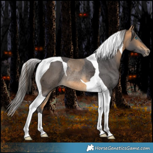 Horse Color:Buckskin Merle Tobiano Rabicano 